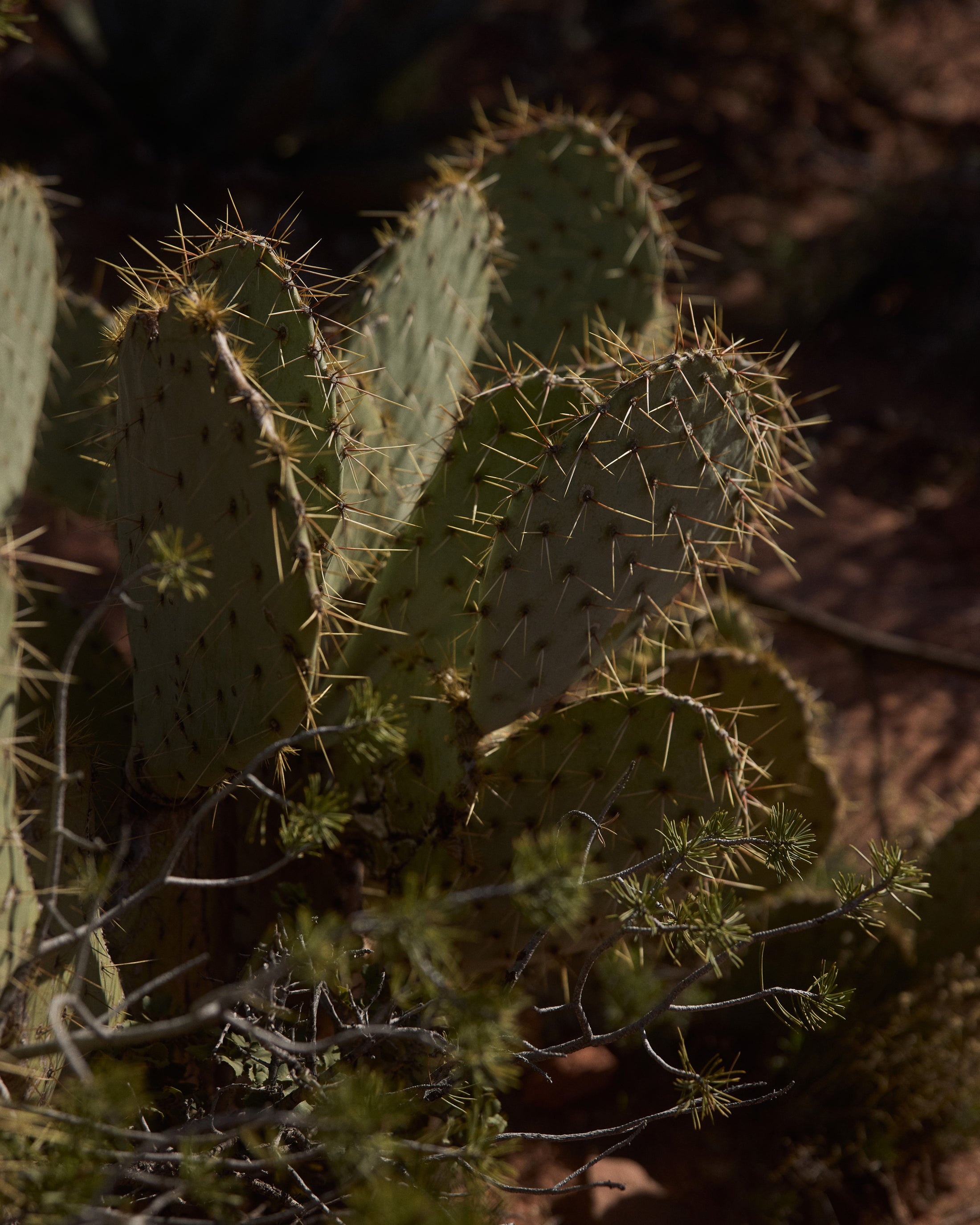 Prickly pear cactus with desert plants in natural sunlight