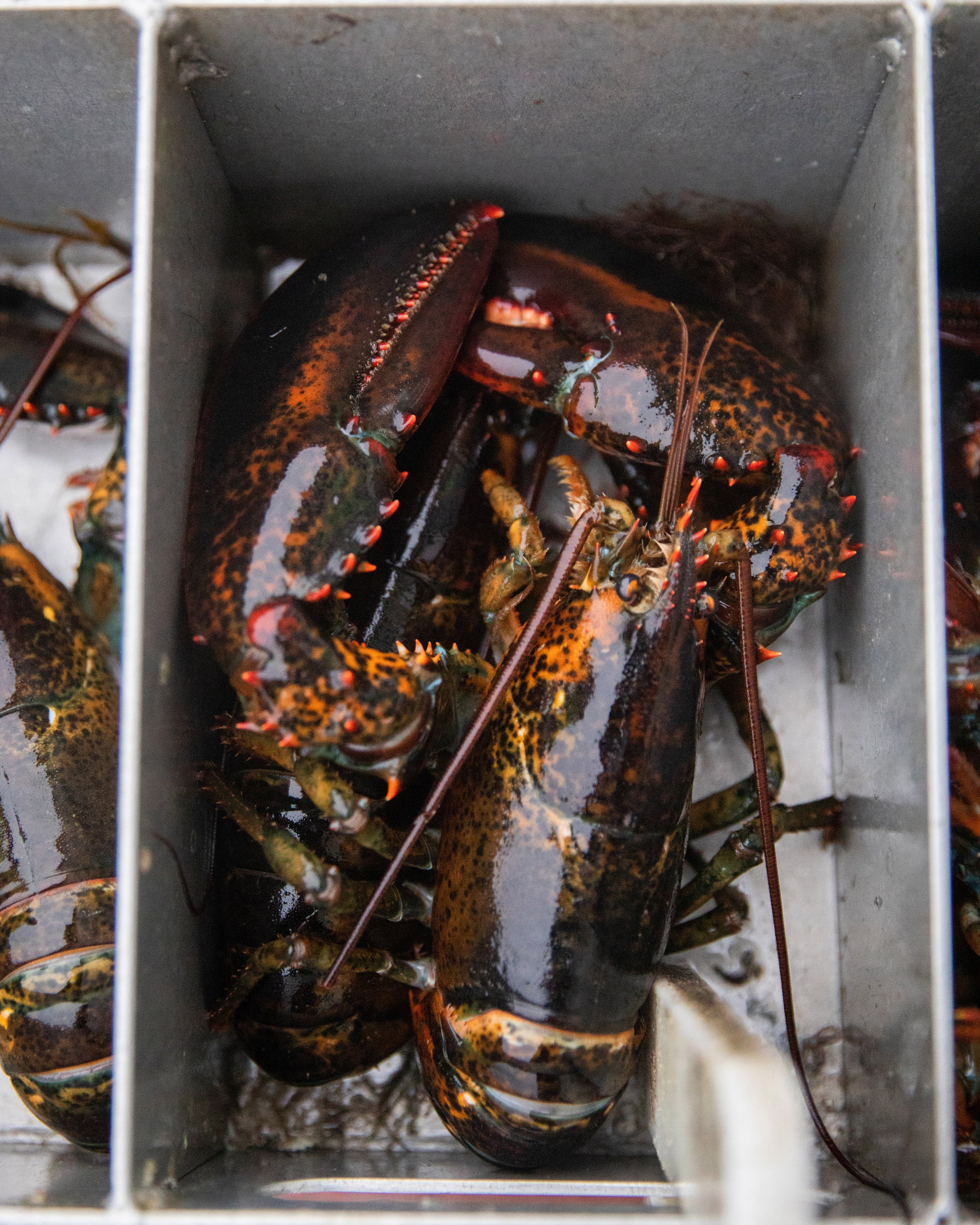 Live lobsters in a metal container, showing claws and antennae