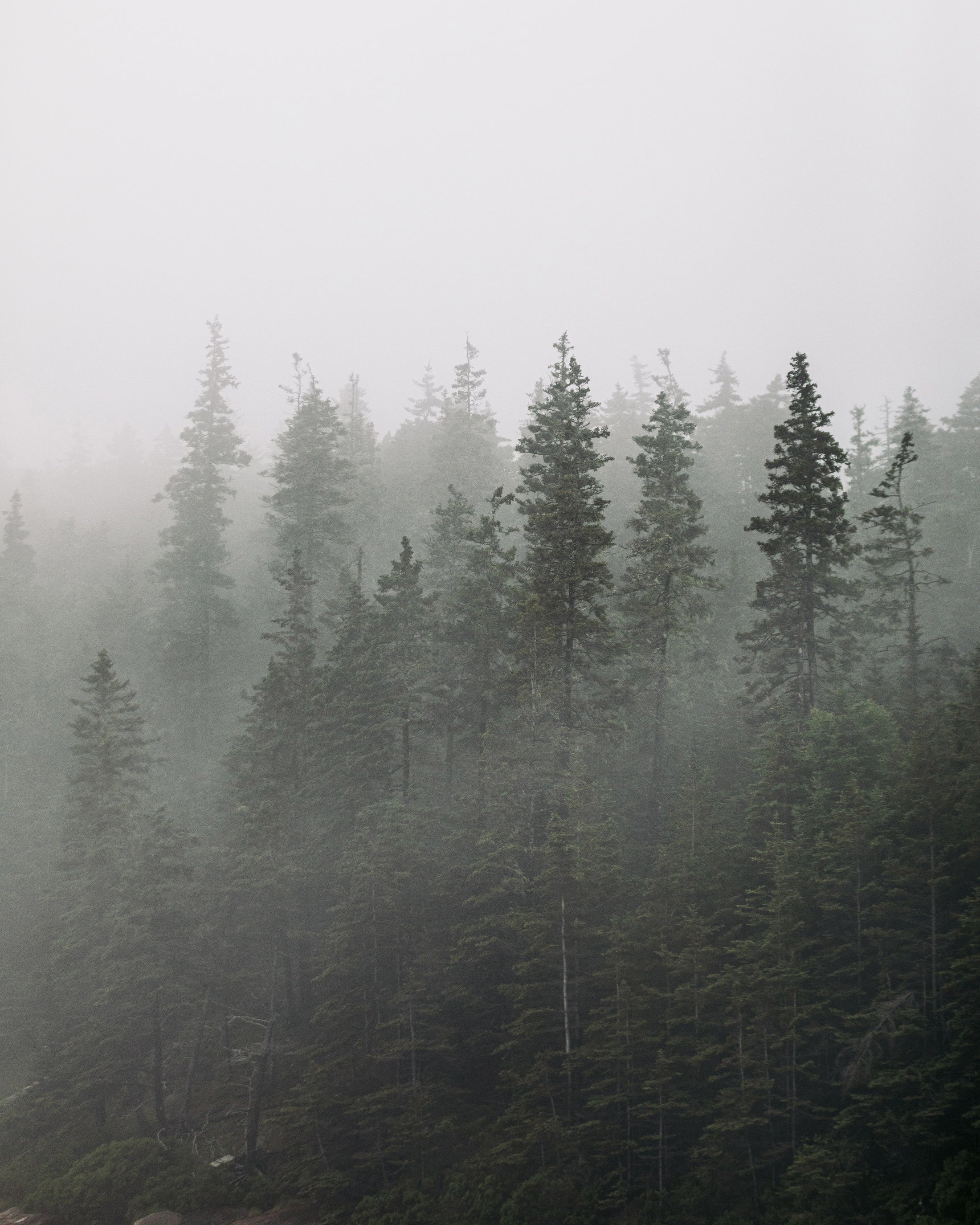 Tall evergreen trees shrouded in heavy fog or mist.