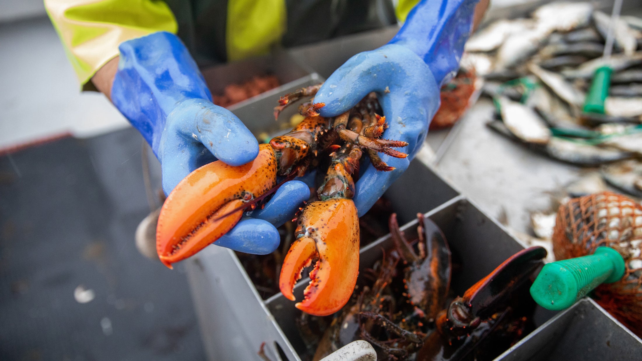 Hands in blue gloves holding live lobsters on a boat deck with other lobsters and fishing gear